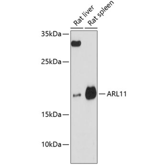 ARL11 Rabbit Polyclonal Antibody
