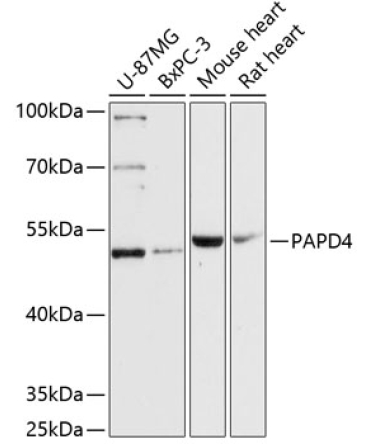 PAPD4 Rabbit Polyclonal Antibody