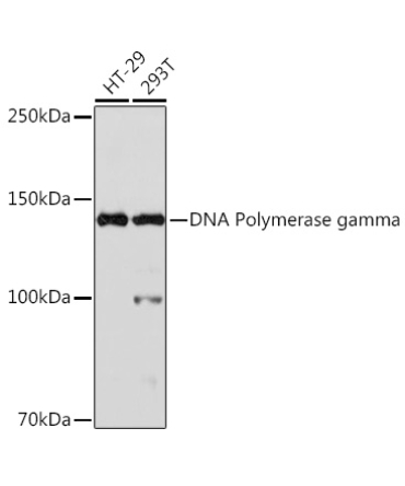 DNA Polymerase gamma Rabbit Monoclonal Antibody