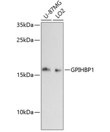GPIHBP1 Rabbit Polyclonal Antibody