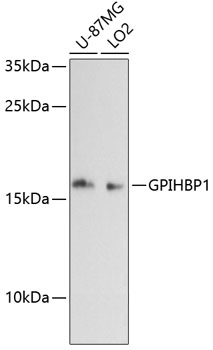 GPIHBP1 Rabbit Polyclonal Antibody