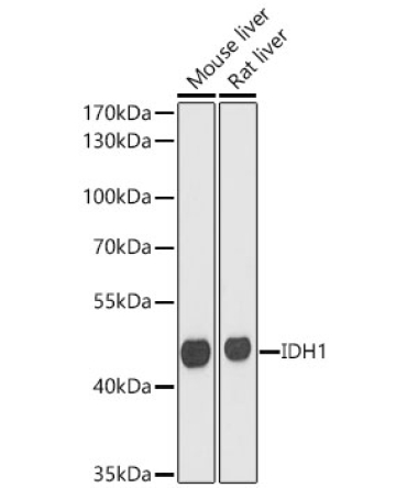 IDH1 Rabbit Polyclonal Antibody [KO Validated]