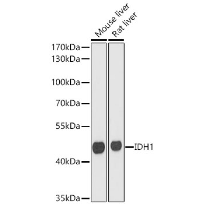 IDH1 Rabbit Polyclonal Antibody [KO Validated]