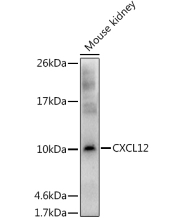 CXCL12 Rabbit Polyclonal Antibody