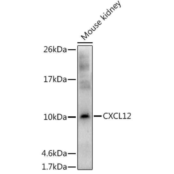 CXCL12 Rabbit Polyclonal Antibody