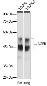 AGER Rabbit Polyclonal Antibody