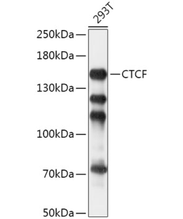 CTCF Rabbit Polyclonal Antibody