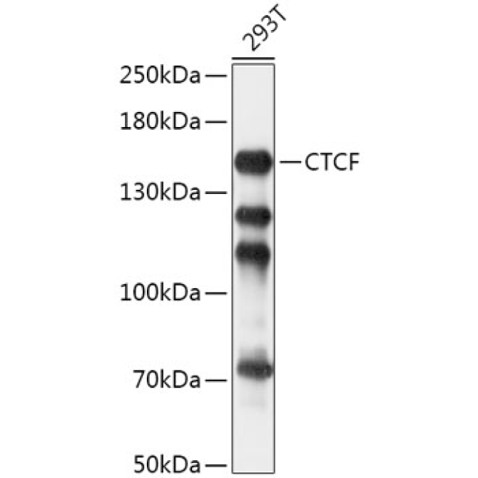 CTCF Rabbit Polyclonal Antibody