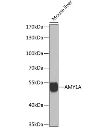 AMY1A Rabbit Polyclonal Antibody
