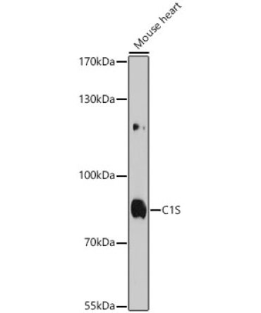 C1S Rabbit Polyclonal Antibody
