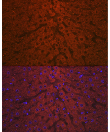 Complement C3 Rabbit Polyclonal Antibody