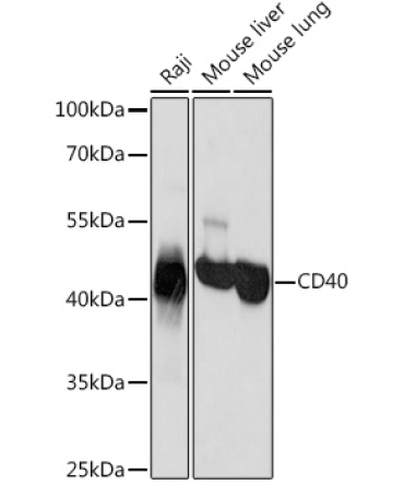 CD40 Rabbit Polyclonal Antibody