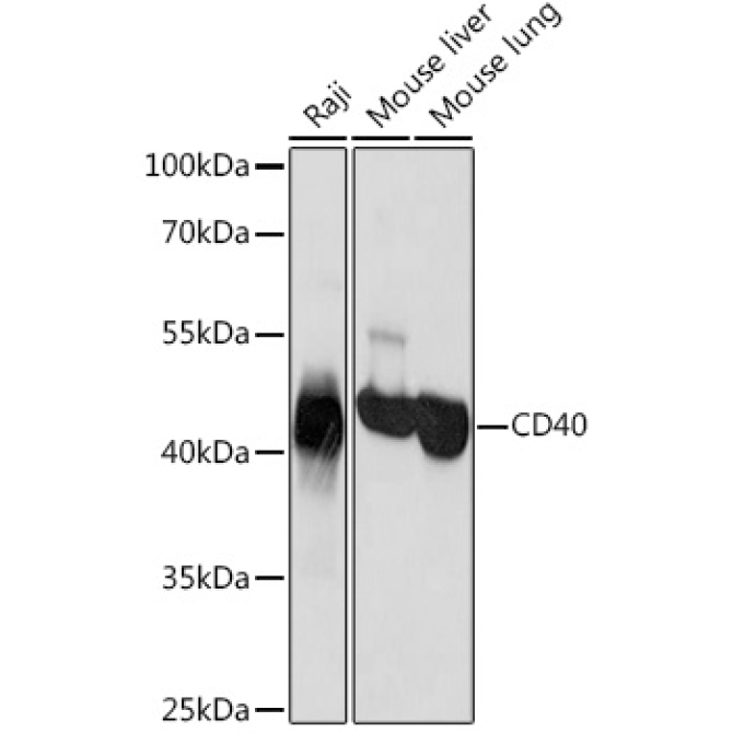 CD40 Rabbit Polyclonal Antibody