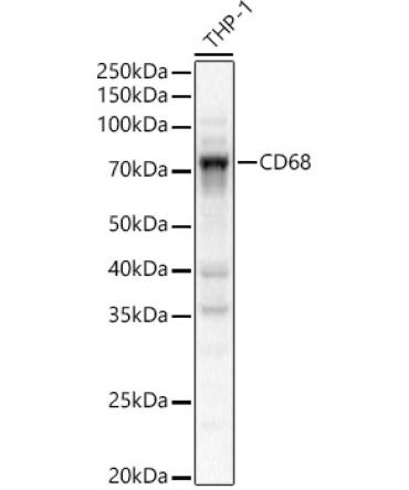 CD68 Rabbit Polyclonal Antibody