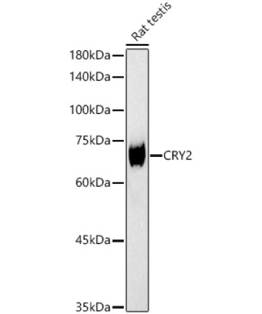 CRY2 Rabbit Polyclonal Antibody