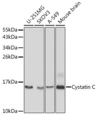 Cystatin C Rabbit Polyclonal Antibody