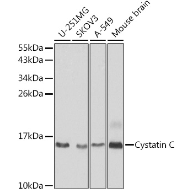 Cystatin C Rabbit Polyclonal Antibody