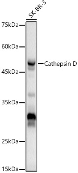 Cathepsin D Rabbit Polyclonal Antibody