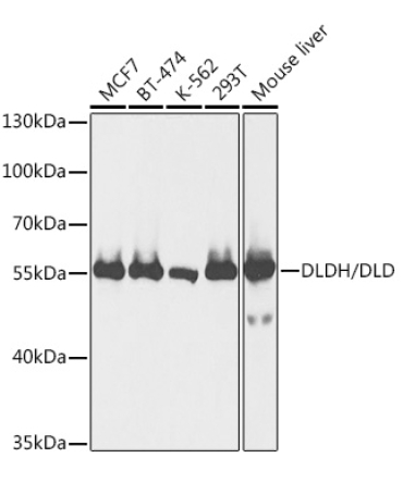 DLDH/DLD Rabbit Polyclonal Antibody