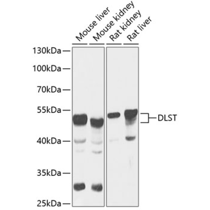 DLST Rabbit Polyclonal Antibody