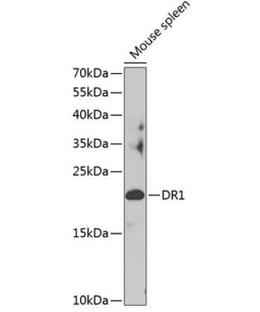 DR1 Rabbit Polyclonal Antibody