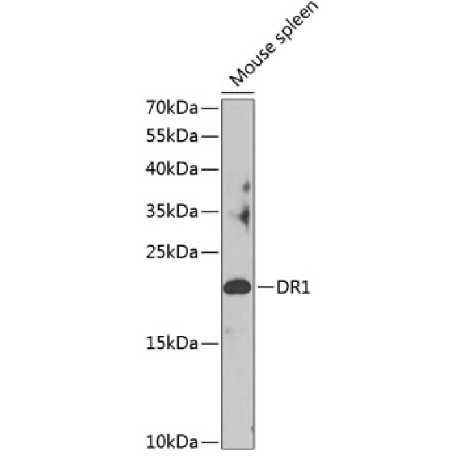 DR1 Rabbit Polyclonal Antibody