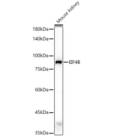 EIF4B Rabbit Polyclonal Antibody