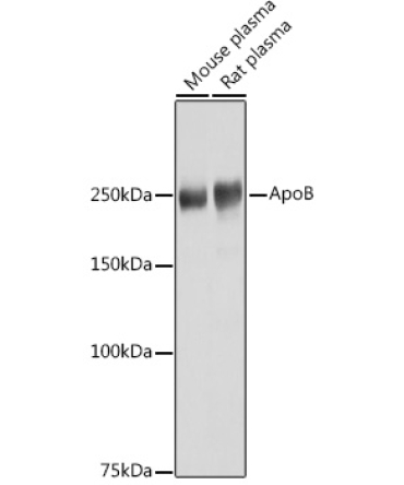 ApoB Rabbit Polyclonal Antibody