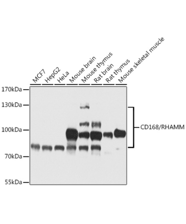 CD168/RHAMM Rabbit Polyclonal Antibody