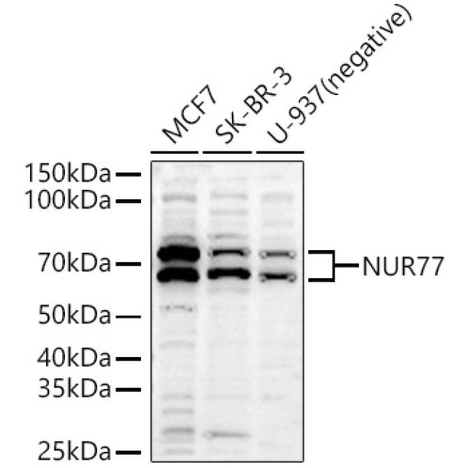 NUR77 Rabbit Polyclonal Antibody