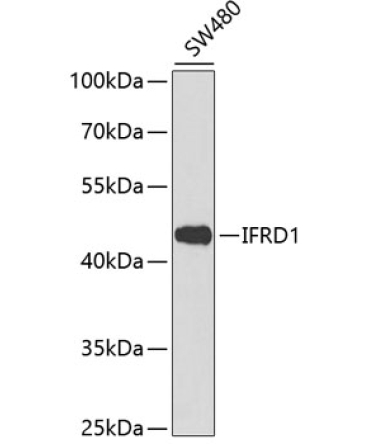 IFRD1 Rabbit Polyclonal Antibody