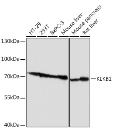 KLKB1 Rabbit Polyclonal Antibody