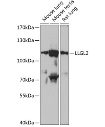 LLGL2 Rabbit Polyclonal Antibody