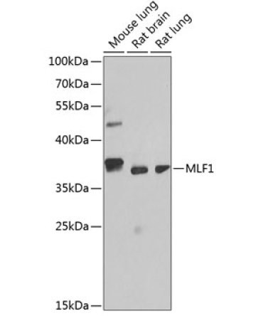 MLF1 Rabbit Polyclonal Antibody