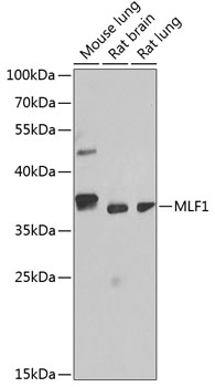 MLF1 Rabbit Polyclonal Antibody