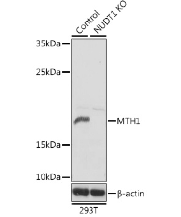 MTH1 Rabbit Polyclonal Antibody [KO Validated]