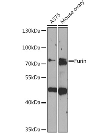 Furin Rabbit Polyclonal Antibody