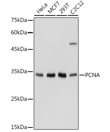 PCNA Rabbit Polyclonal Antibody