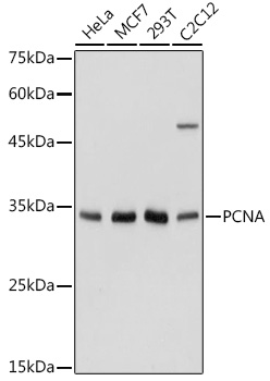 PCNA Rabbit Polyclonal Antibody