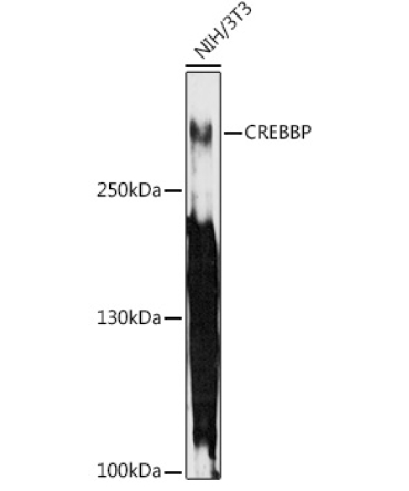 CREBBP Rabbit Polyclonal Antibody