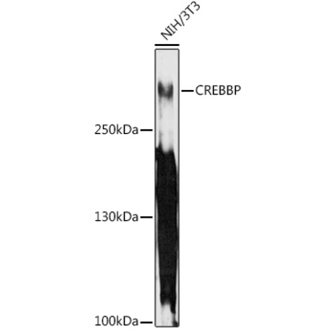 CREBBP Rabbit Polyclonal Antibody