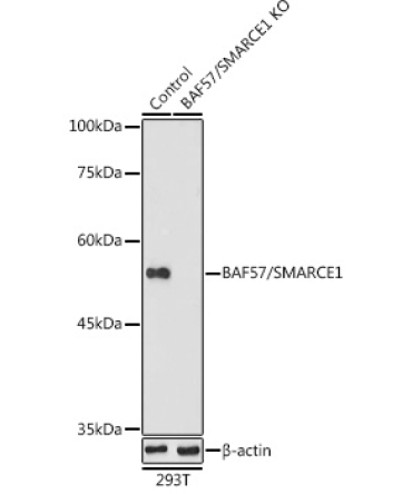 BAF57/SMARCE1 Rabbit Polyclonal Antibody [KO Validated]