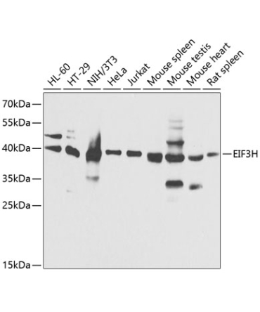 EIF3H Rabbit Polyclonal Antibody
