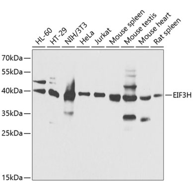 EIF3H Rabbit Polyclonal Antibody