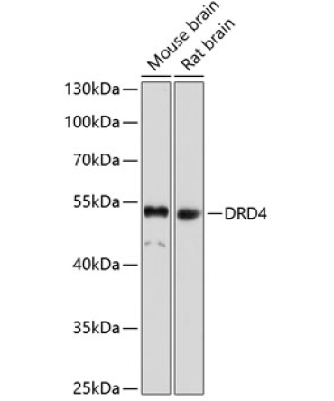 DRD4 Rabbit Polyclonal Antibody