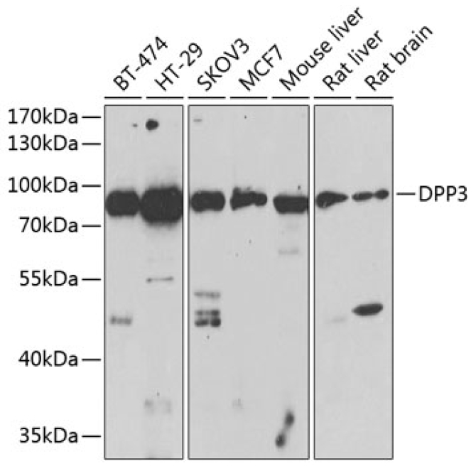 DPP3 Rabbit Polyclonal Antibody