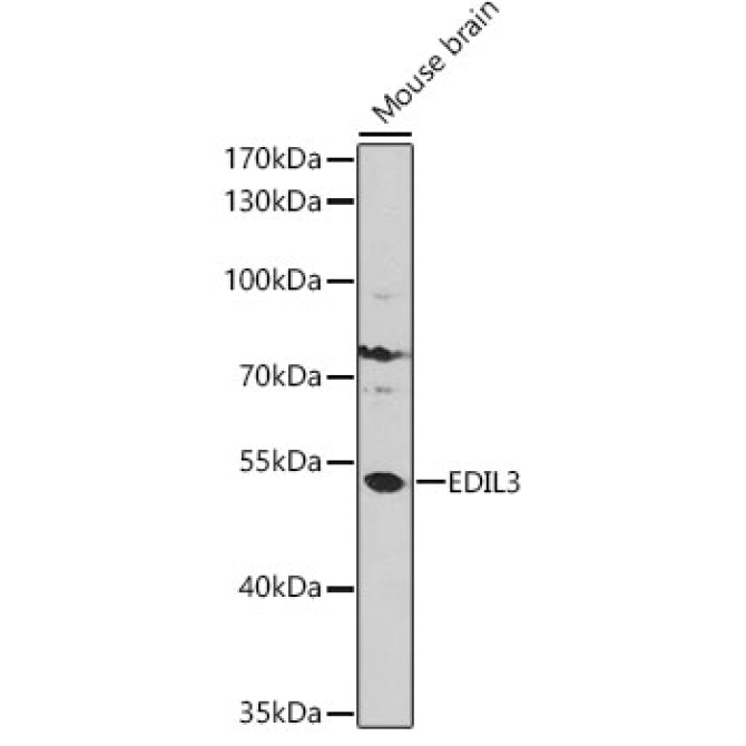 EDIL3 Rabbit Polyclonal Antibody
