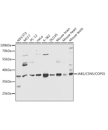 JAB1/CSN5/COPS5 Rabbit Polyclonal Antibody