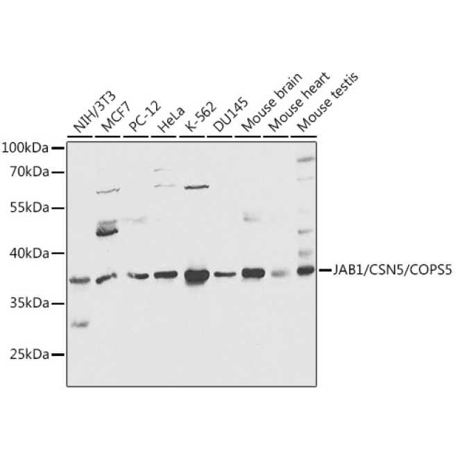JAB1/CSN5/COPS5 Rabbit Polyclonal Antibody