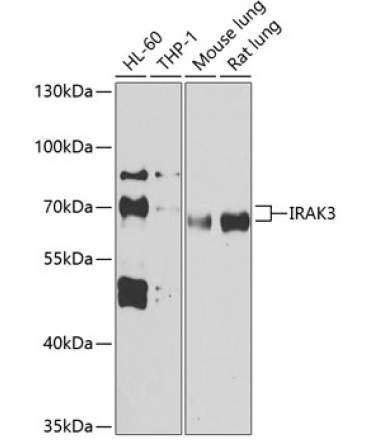 IRAK3 Rabbit Polyclonal Antibody